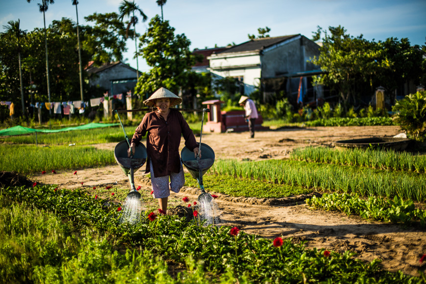 hoi an countryside