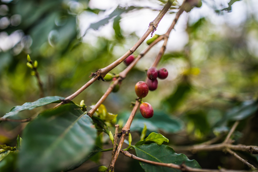 dalat coffee tour